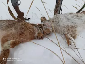 Открытие охоты на зайца и лису в 2020 году белгородской области