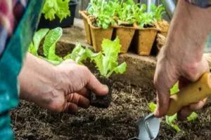 Новые правила для огородников и садоводов 2020 г